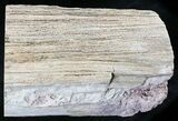 Long Petrified Wood (Arucaria) Log - Amarillo, Texas #24203-3